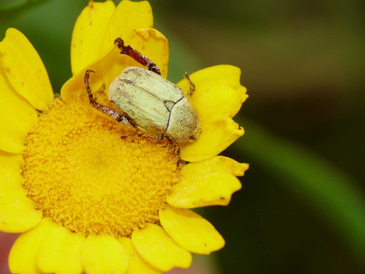 Oplia caerulea? No, Oplia cf. pubicollis